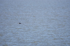 Phocoena phocoena