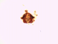 Pardosa hortensis