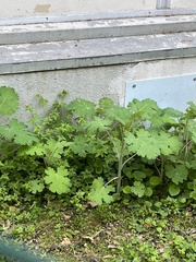 Macleaya