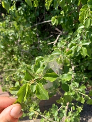Yponomeuta mahalebella