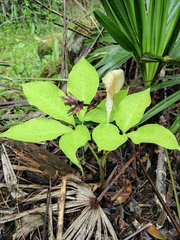 Arisaema bockii