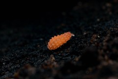 Bilobella