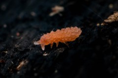 Bilobella