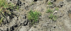Triglochin scilloides