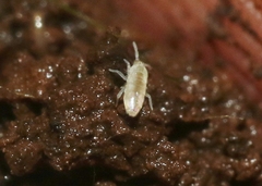 Pseudosinella
