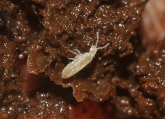 Pseudosinella