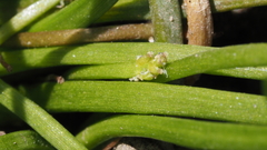 Triglochin scilloides