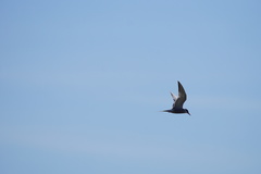 Sterna hirundo