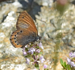Coenonympha leander