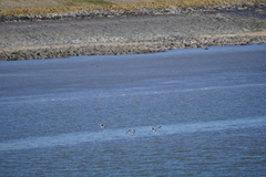 Haematopus ostralegus