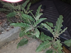 Solanum elaeagnifolium