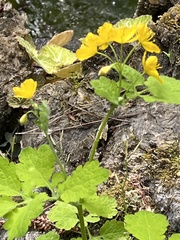 Chelidonium majus
