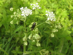 Cidnopus aeruginosus