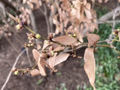 Lindera angustifolia