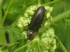 Cidnopus aeruginosus