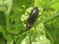 Cidnopus aeruginosus
