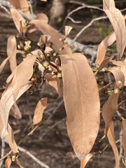 Lindera angustifolia