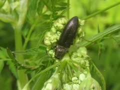 Cidnopus aeruginosus