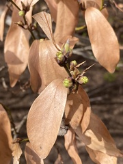 Lindera angustifolia