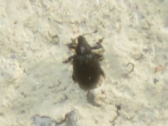 Rhamphus oxyacanthae