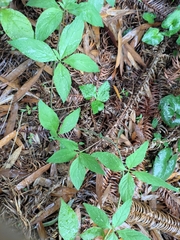 Codonopsis lanceolata