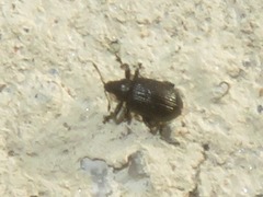 Rhamphus oxyacanthae