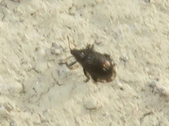 Rhamphus oxyacanthae