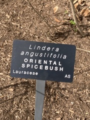 Lindera angustifolia