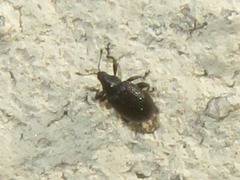 Rhamphus oxyacanthae