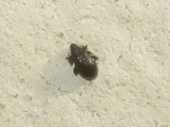Rhamphus oxyacanthae