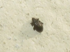 Rhamphus oxyacanthae