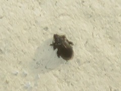 Rhamphus oxyacanthae