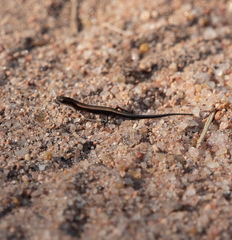 Panaspis
