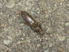 Cidnopus aeruginosus