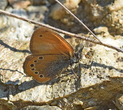 Coenonympha leander
