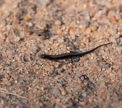 Panaspis
