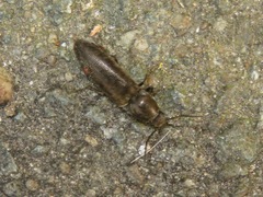 Cidnopus aeruginosus