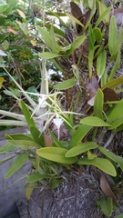 Epidendrum ciliare