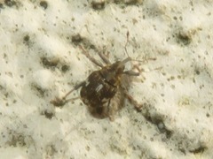 Mogulones asperifoliarum