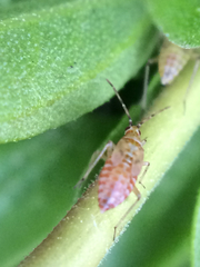 Engytatus modestus