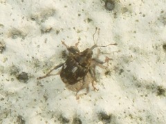 Mogulones asperifoliarum