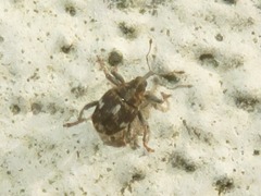 Mogulones asperifoliarum