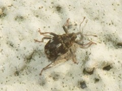 Mogulones asperifoliarum