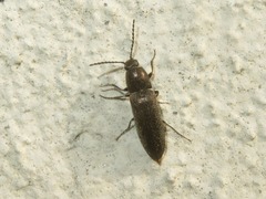 Cidnopus aeruginosus
