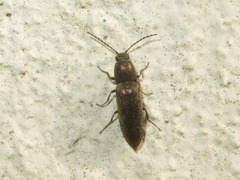 Cidnopus aeruginosus