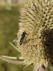 Austroscaeva melanostoma