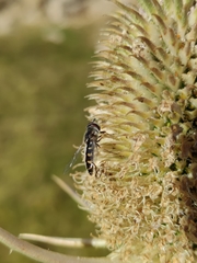 Austroscaeva melanostoma