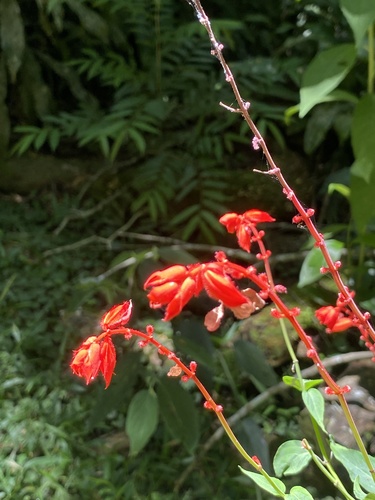 Salvia splendens