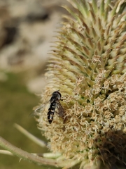 Austroscaeva melanostoma