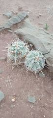 Sclerocactus wrightiae